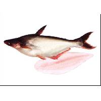 Pangasius / Catfish / Basa / Dory