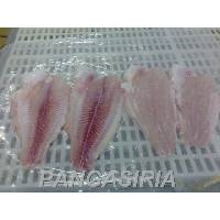 Pangasius Hypophthalmus Frozen Seafood
