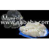 mussel