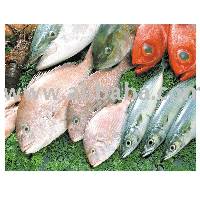 Frozen Seafood
