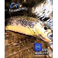 Frozen Seafood Products