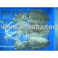 Sell Seafood From Yemen