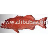 Australian Live Coral Trout