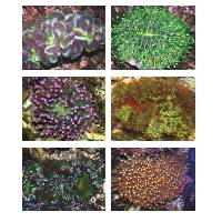 Indonesia Coral