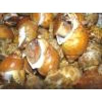 Baigai  Sea Food,