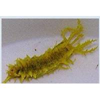 YELLOW NUDIBRANCH