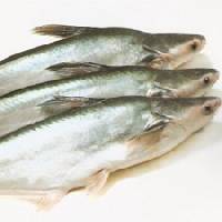 Basa seafood