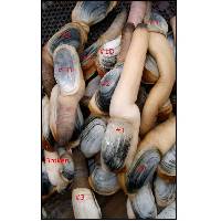 Live geoduck