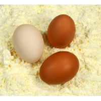 high whip egg  white  powder