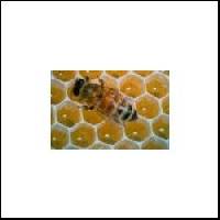 Bulk Bee Honey