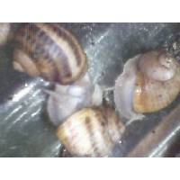 Escargot, snails