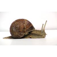 snails dried snails  canned  snails  shell s