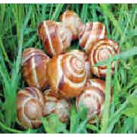 Grapevine Edible Snail (Helix Pomatia)