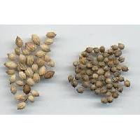  coriander   green 