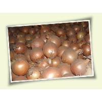 Yellow Onion