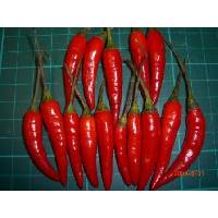 Red Chilli