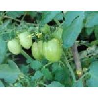 Tomatoes Fruit
