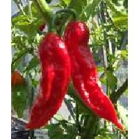 World's Hottest Chilli / Naga Jolokia / Bhoot Jolokia CHILLI/BHUT JOLOKIA