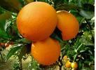  Jiangxi   Navel   Orange 