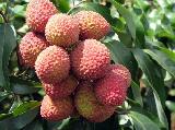 Fresh Litchi
