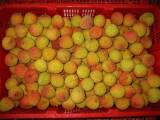 Fresh Fruit