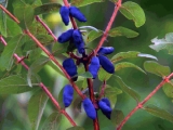 Lonicera Caerulea