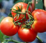 Tomato Paste