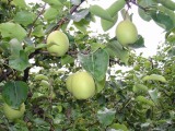 Taihuang Pear