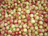 Shaanxi Gala Apple