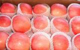 Gala Apple