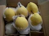 Gong Pear