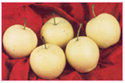 Huangguan Pear