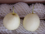 Ya Pear