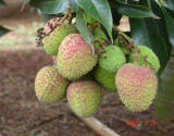 Lichee