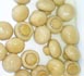 Button Mushroom