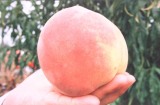 Peach