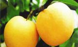  Yuanhuang   Pear 