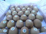  Hayward   Kiwi 