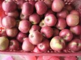  Fuji   Apple 