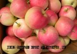  Gala   Apple 