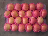 Jonagold Apple