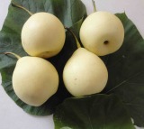 Ya Pear