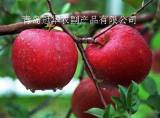 Fuji Apple