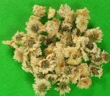  Florists   Chrysanthemum 