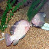  Fish   Scale   Collagen  Peptide