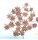 Star Anise