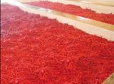  Red   Pepper   Sauce 