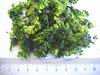 Dehydrated Broccoli Power (TCF10)