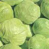  Organic   Cabbage  (002)