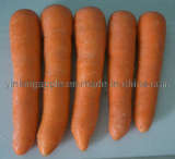 Bright Red New Fresh Carrot